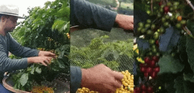 Um Cultivo e Colheita Cuidadosos