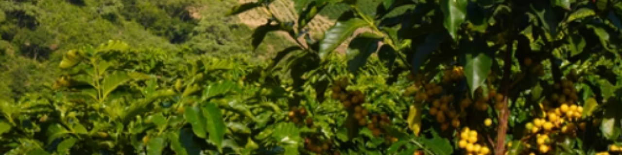 Despertando seus Sentidos com um Café Excepcional