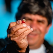 Café especial Torra 75- Licor de Ameixa