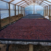 Cafe especial Torra 75 - Castilho