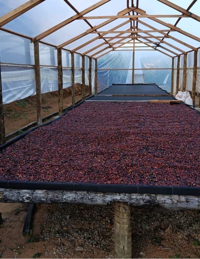 Cafe especial Torra 75 - Castilho