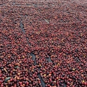 Cafe especial Torra 75 - Castilho