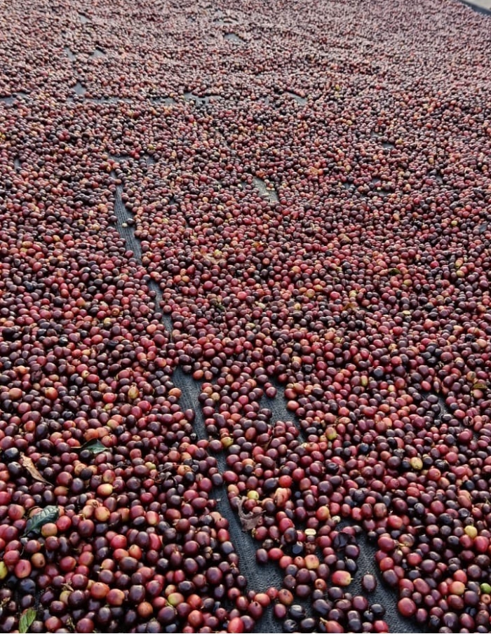 Cafe especial Torra 75 - Castilho