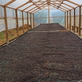 Cafe especial Torra 75 - Castilho