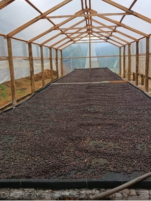 Cafe especial Torra 75 - Castilho