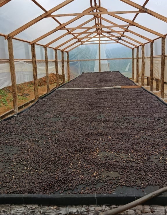 Cafe especial Torra 75 - Castilho