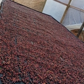 Cafe especial Torra 75 - Castilho