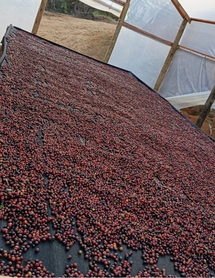 Cafe especial Torra 75 - Castilho