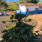 Da semente a Xícara Torra 75