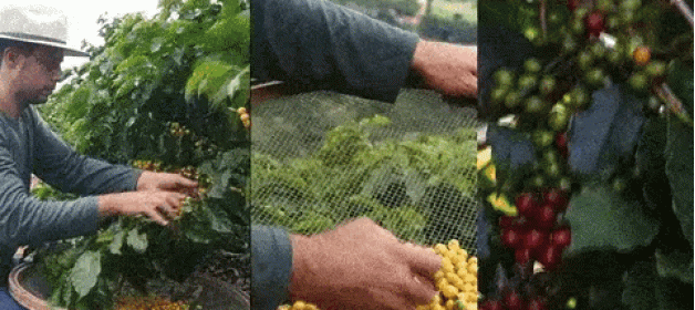 Um Cultivo e Colheita Cuidadosos