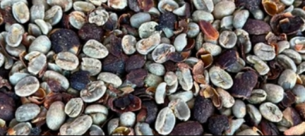 Esqueça Tudo que Você Conhece sobre Café!