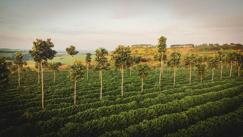 Café Especial Torra 75 - Frutadinho