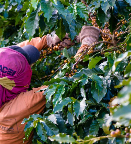 Nossas lavouras são arborizadas com árvores nativas e madeira de lei